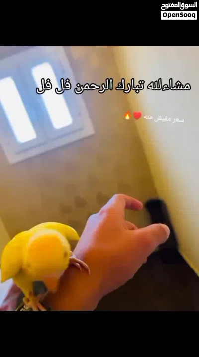 ببغاء روز حركي ولعوب ترويض فل 4