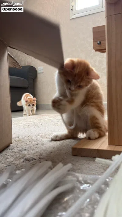 3 قطط للبيع عاجل 3