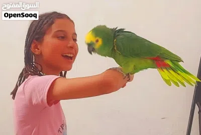 جاكو بلوفرونتد أمازون 2