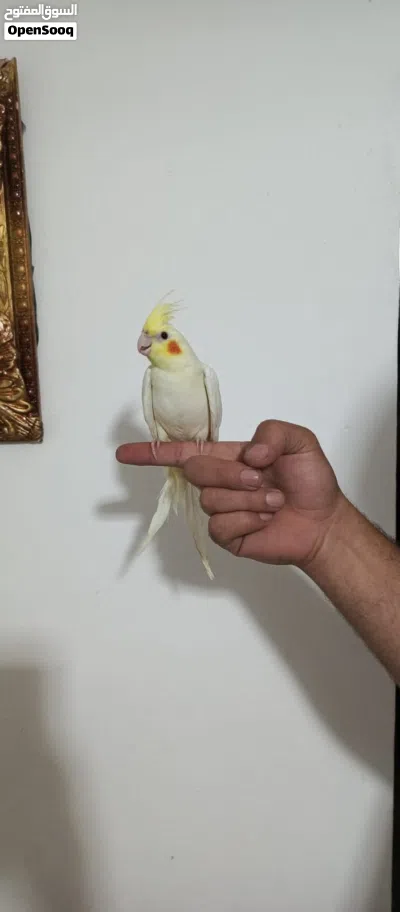 كوكتيل أليف لاتينو عين حمرا حجم سوبر جامبو 2