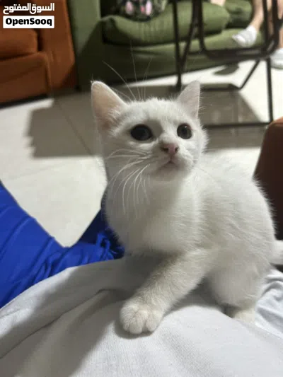 ثلاث بسس شوف اللي يعجبك، مكس Turkish angora + Scottish fold 2