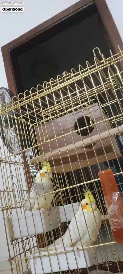جوز طيور الكوكتيل للبيع 3
