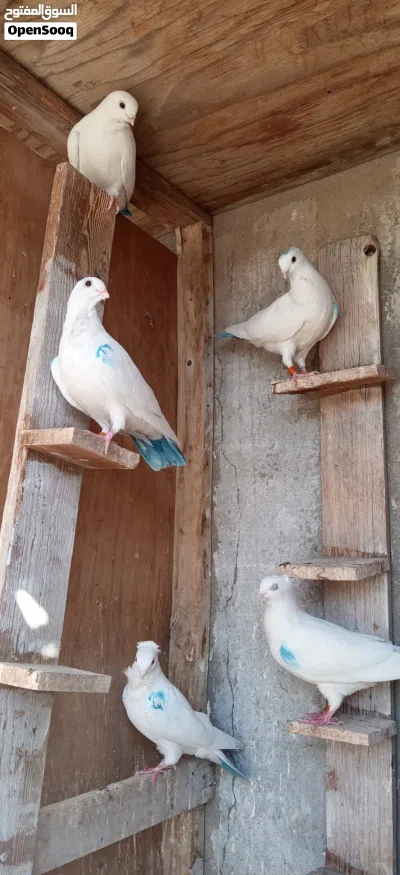 سطح ارافل للبيع 2