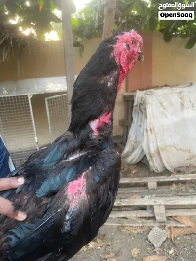طير باكستاني 4