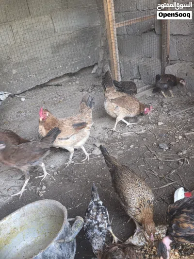 دجاج عرب شمسي خط اول 3