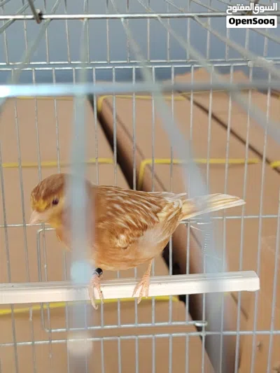 دكر كناري فايو عين حمراء 3