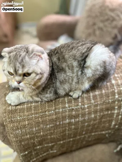 سكوتش فولد تابي 2