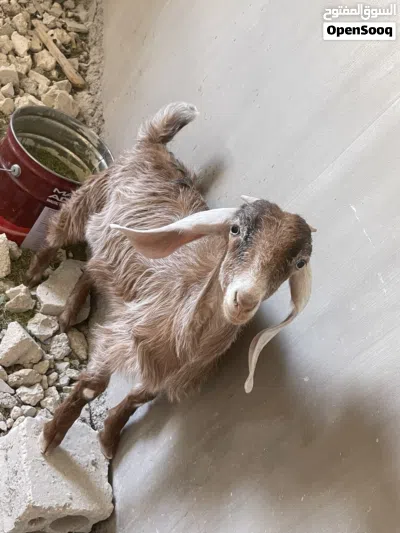 سخلات اناثي للبيع 3