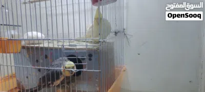 طيور كوكتيل العدد 2 + 2 طيور حب (للمعلومة متزاوجات) 2