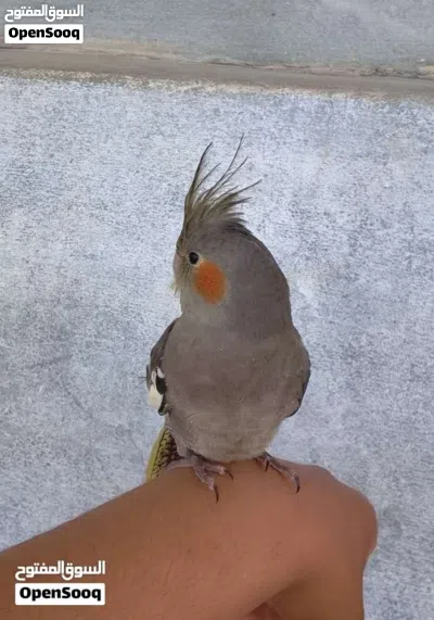انتايه كوكتيل مروض نص ترويض 2