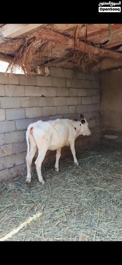 بجر حلوه نوعية ترهم كصابة وجني سعرها مليون ونص بيها مجال للشراي 2
