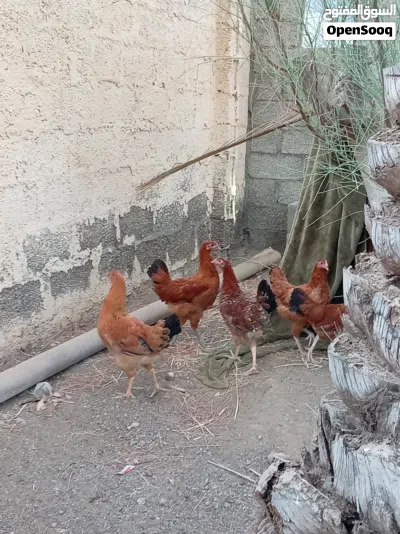 دجاج بكستاني ودجاح عماني ودجاج فرنسي 2