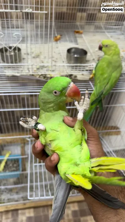 للبيع بغبغاء نيبالي أليف جداً 4