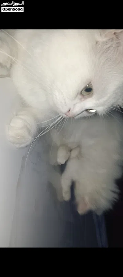 قطط شيرازي للبيع 3