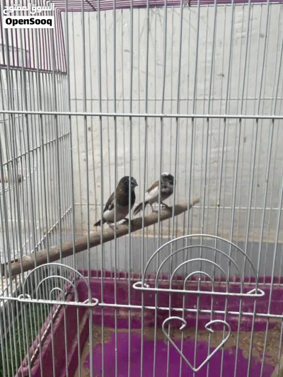للبيع طيور محميه أنواع واشكال 4
