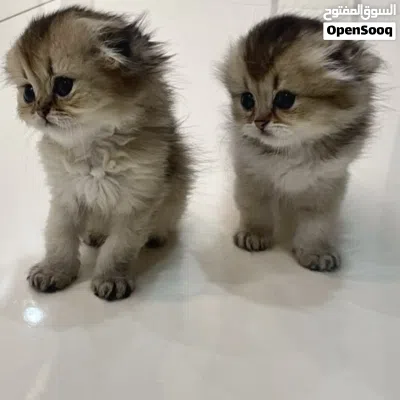 Scottish Fold Triple Fold Golden الوصف مهم جدا Longhair 2