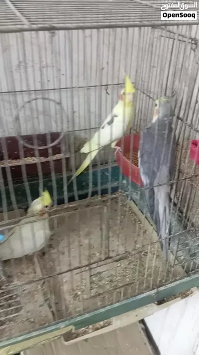 طيور كوكتيل فحلين وطيره 2