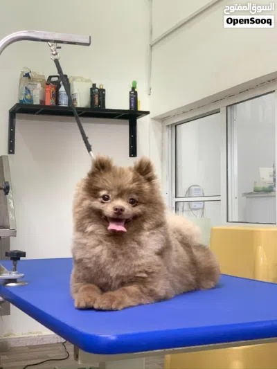 Pomeranian Male, 3Y ذكر بوميرانيان، 3 سنوات 2