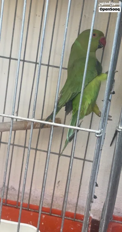 ببغاء درة للبيع 3