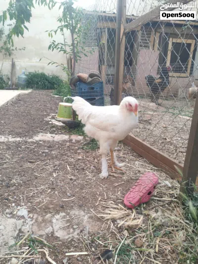 undefined 3