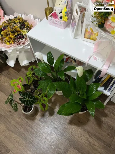 نباتات ظل داخليه لبلاب متدلي 3