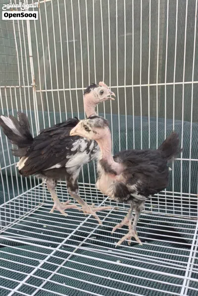 متاح زوج افراخ ابو ركيبه. العمر شهر 3