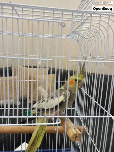 طير كوكتيل ايزابيل اليف مية المية صحة ونظافة وحجم ثوب كامل ولا ضربة بسعر حرق (الوصف مهم) 2