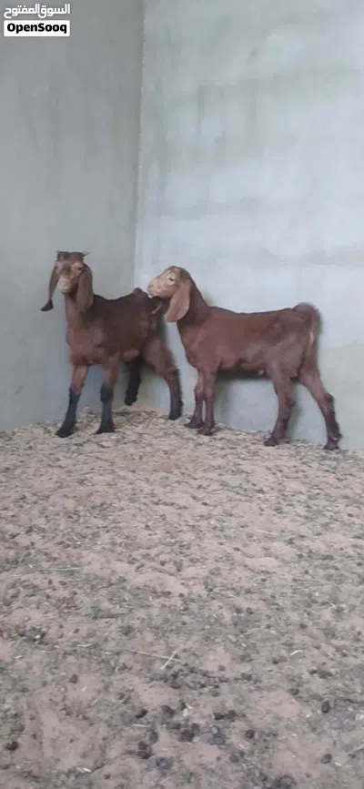 2 جديان للبيع 2