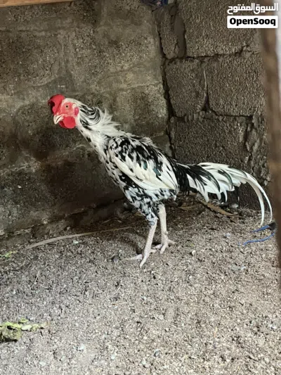 Pakistani Male Hen for sale 3