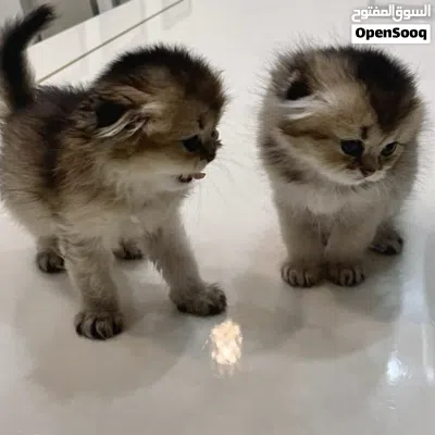 Scottish Fold Triple Fold Golden الوصف مهم جدا Longhair 4
