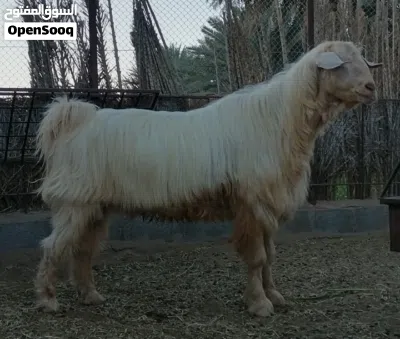 فحل من حلال الجبل الأخضر الأصيل 4