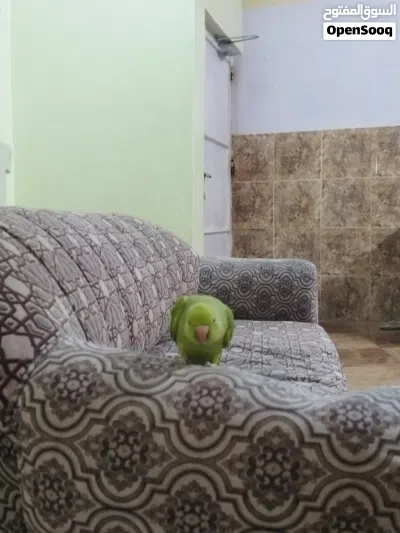 الببغاء الخضر 2
