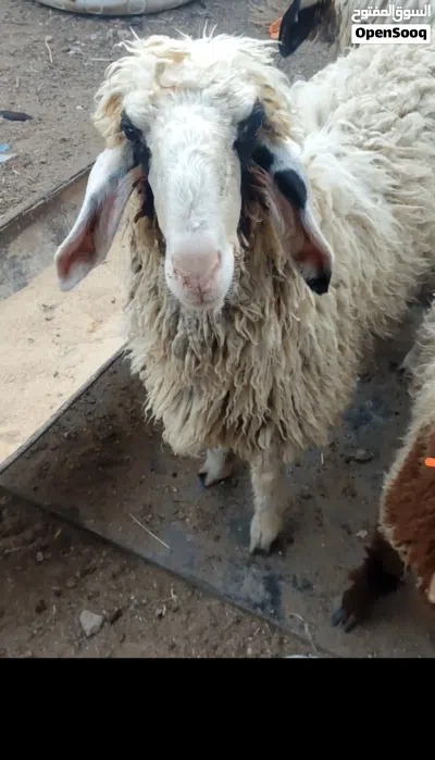 سلام عليكم متوفر نعجه ورجينه خشنه كلش تنفع كصابة وتنفع جني ترباة بيت 2