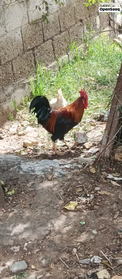 ديك عرب من بغداد ابو دشير 3