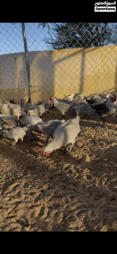 تربية وإنتاج الدواجن 3