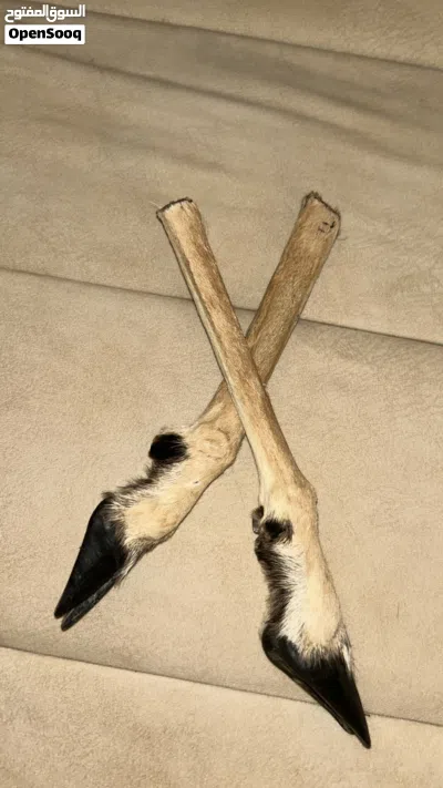 يدين غزال على 18 3