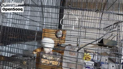 undefined 4