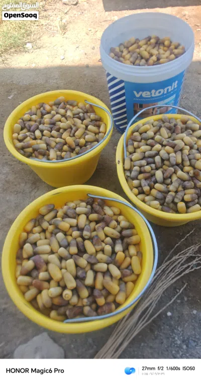 رطب وسح نغال للبيع 2