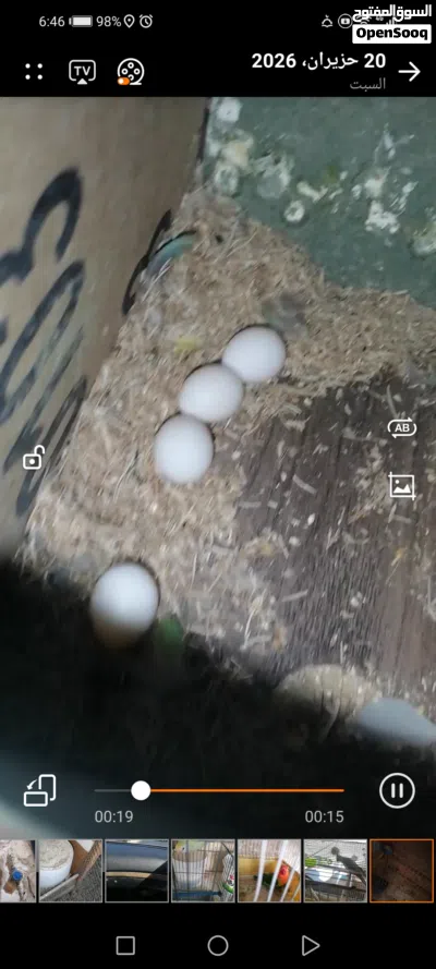 جوز روز سوبر جامبو 4