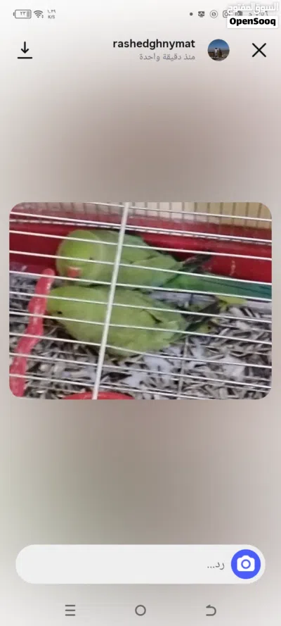 جوز ببغاء درة 3