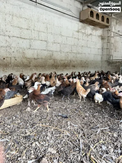 للبيع دجاج عماني محلي ويوجد سمان 3 بريال 2