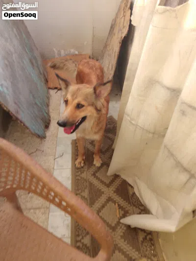 جيرمن شيبرد وصف هايل تربيه بيت نتهاية حايضه 3