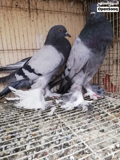 حمام نفاخ ابو ماريون ذكور للبيع فقط ما شاء الله بدون تهجين انتاج معي شوف الاعلان واختار الصورة . 3