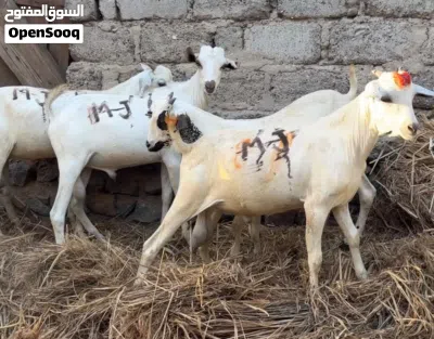 5 جدايا صوماليات جاهزات للذبح أو للتربية 3