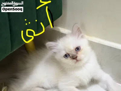 kittin for sale قطط كتن للبيع 2ذكور 1انثى 3