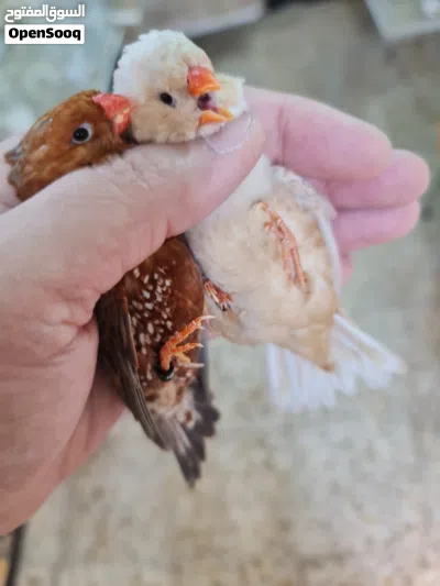 زيبرا فول اورنج 2