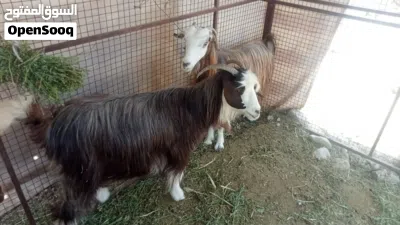 اغنام للبيع بسعر مناسب 3