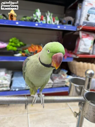 ببغاء اليكساندرا اليف جدا وثوب كامل 2