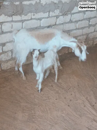 عنز سنها اول جمع تحتها جدي الله يبارك 4