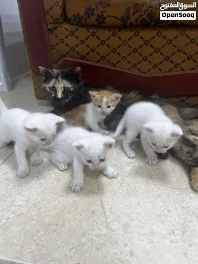 قطة شيرازية للبيع مع اطفالها 3